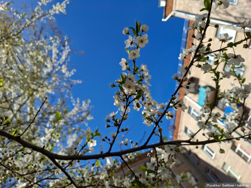 Валюша и весеннее цветение