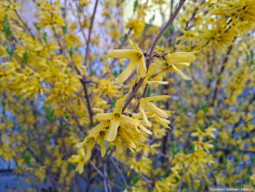 Валюша и весеннее цветение (фото 6)