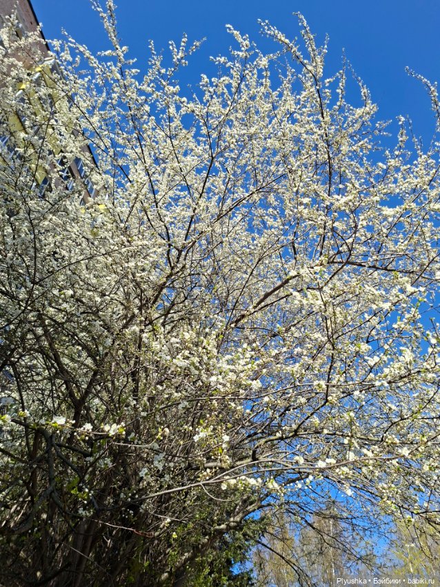 Валюша и весеннее цветение