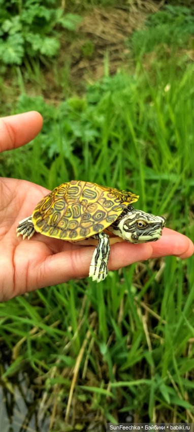 Джокер — Коллекционные экшн (фото 5)