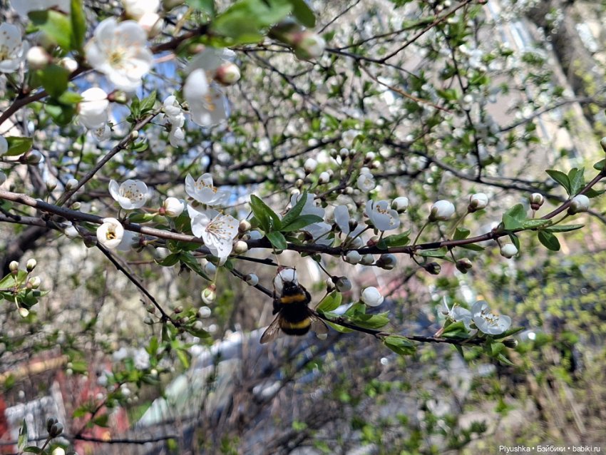 Валюша и весеннее цветение