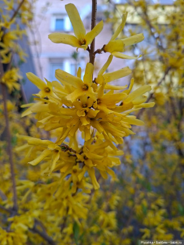 Валюша и весеннее цветение