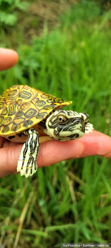 Джокер — Коллекционные экшн (фото 6)