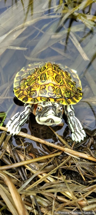 Джокер — Коллекционные экшн (фото 4)