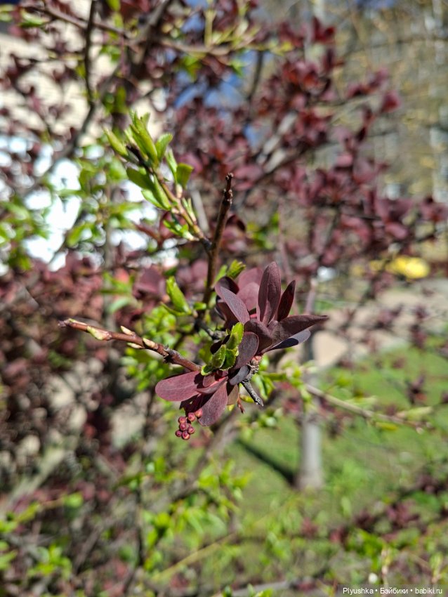 Валюша и весеннее цветение