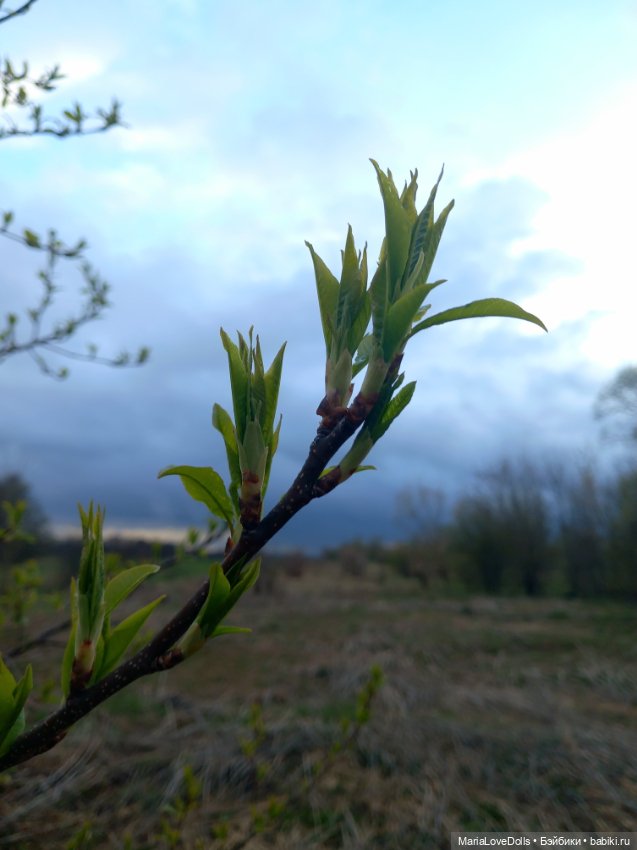 За полчаса до грозы — Куклы Rosemarie Anna Muller (Мюллер): Вихтели (Wichtel)
