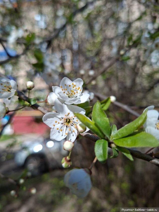Валюша и весеннее цветение