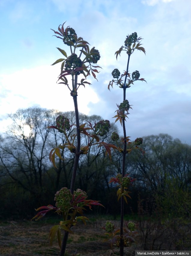 За полчаса до грозы — Куклы Rosemarie Anna Muller (Мюллер): Вихтели (Wichtel)