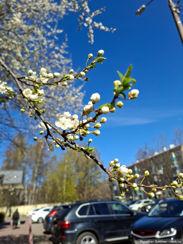 Валюша и весеннее цветение (фото 3)