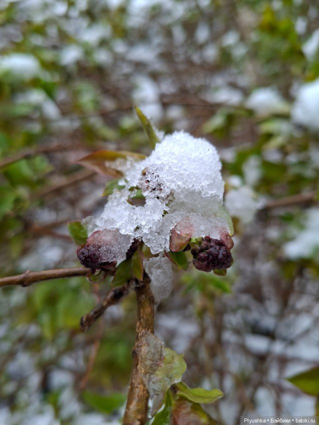 Капризы погоды — Фигурки Pop Mart (Поп Март): Blind Box (фото 10)