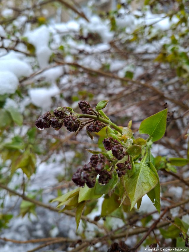 Капризы погоды — Фигурки Pop Mart (Поп Март): Blind Box (фото 9)