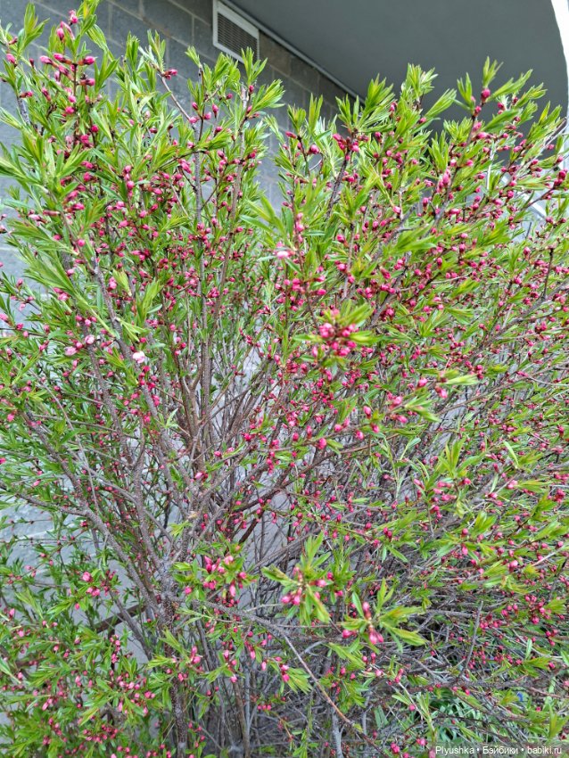Трёх кустов пост — Коллекции игровых кукол (Playline): фото полок (фото 5)