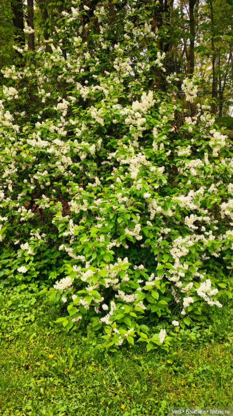 Прогулка с Падрэ — Куклы Simontoys и Come4Free (Blind Box): Teennar