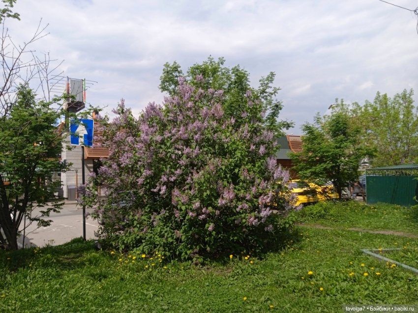 Lori - Ханами на бегу в Москве