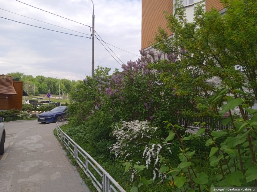 Lori - Ханами на бегу в Москве (фото 2)
