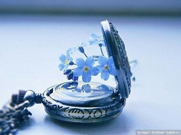 Голубой мая Light Spring - незабудки