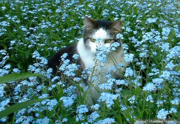 Голубой мая Light Spring - незабудки