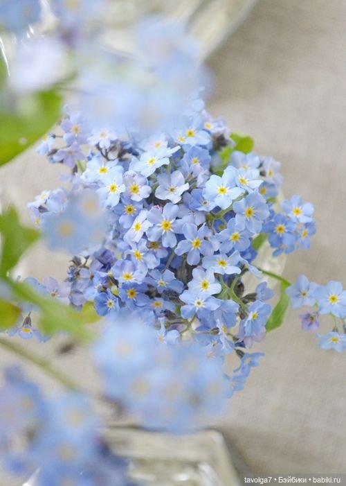 Голубой мая Light Spring - незабудки