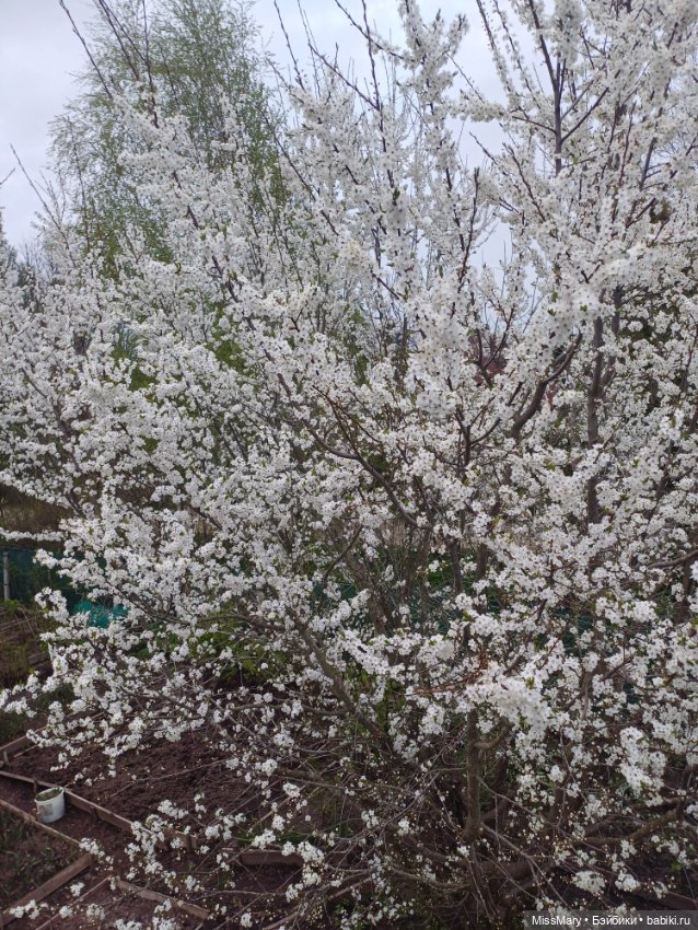 Когда сакура цветёт 🌸 — Куклы Барби