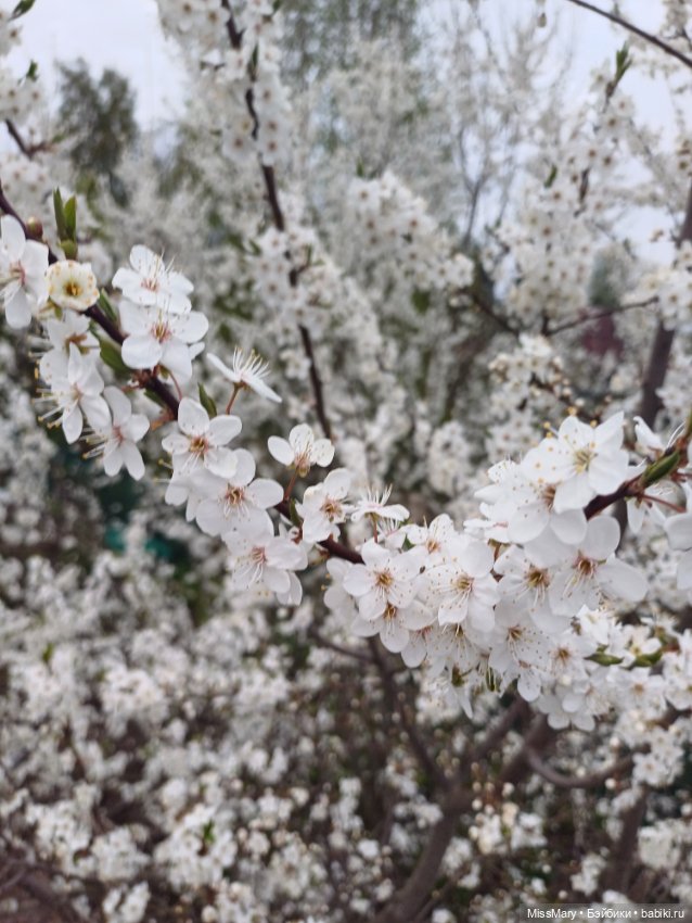 Моя сакура - алыча 🌸 — Красивая природа и цветы: фото пейзажей (фото 5)