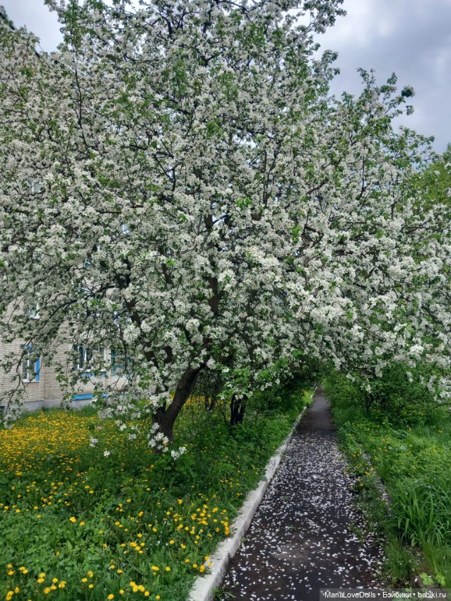 Городок, утопающий в цвете весны