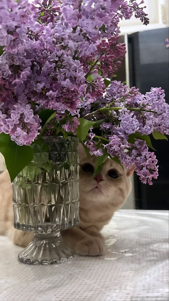 Сирень и котики — В мире животных: смешные фото питомцев и зверей