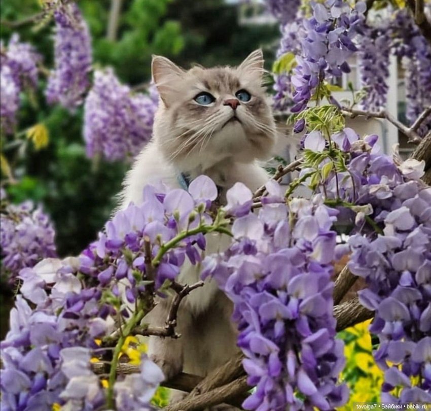 Сирень и котики — В мире животных: смешные фото питомцев и зверей (фото 4)