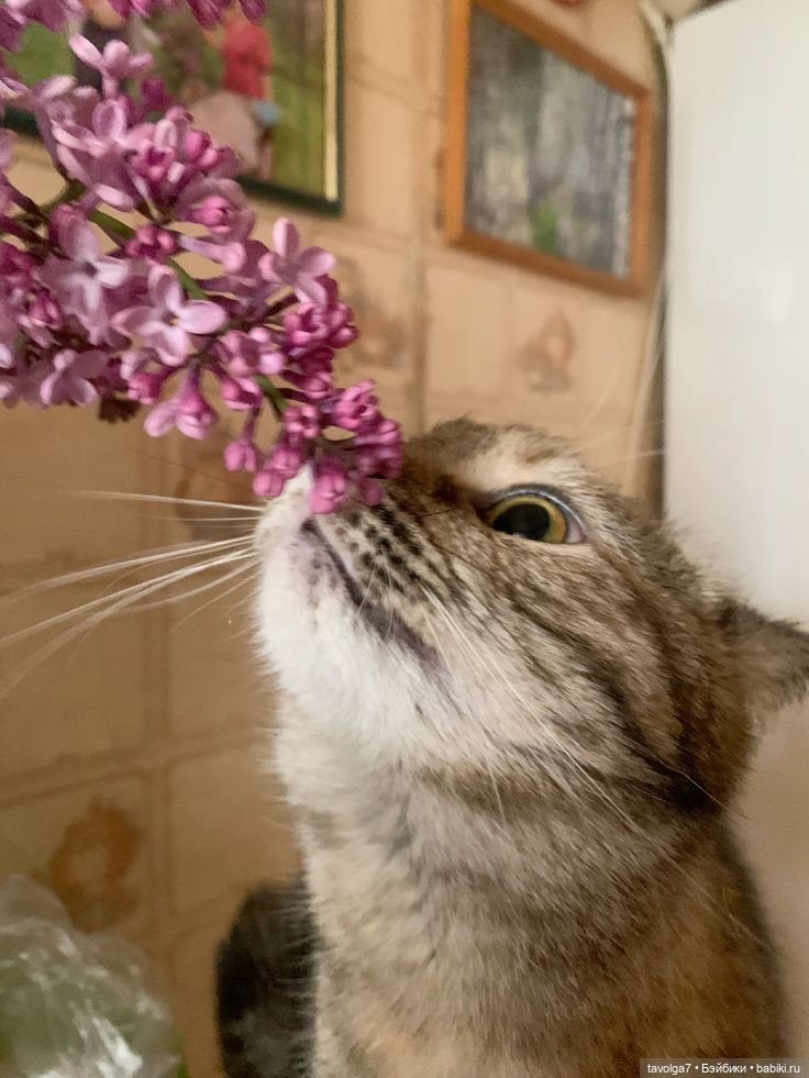 Сирень и котики — В мире животных: смешные фото питомцев и зверей