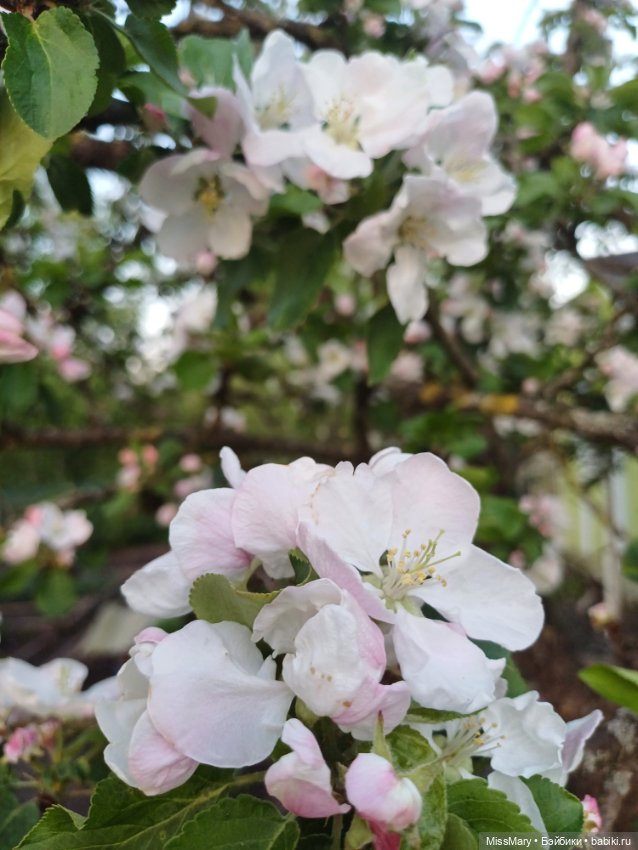 И снова сакура🌸 — Куклы Барби