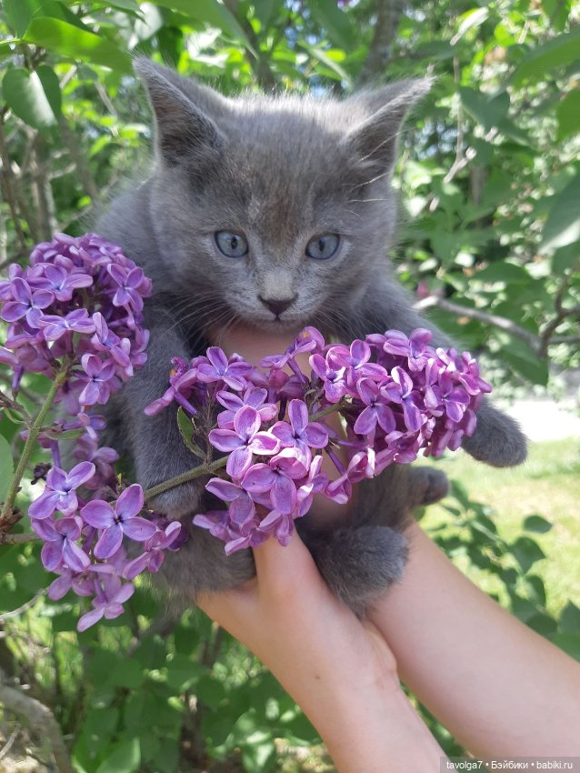 Сирень и котики — В мире животных: смешные фото питомцев и зверей (фото 2)