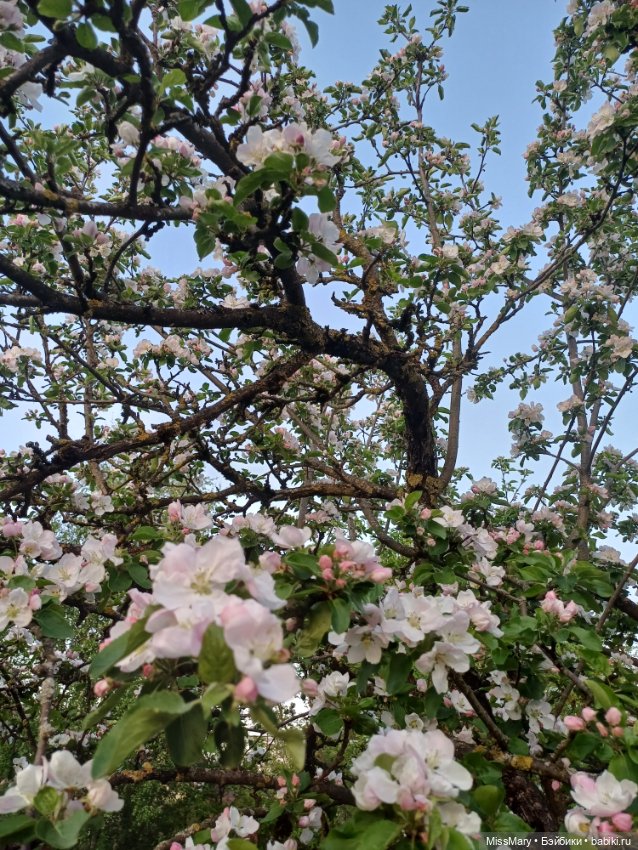 И снова сакура🌸 — Куклы Барби (фото 10)