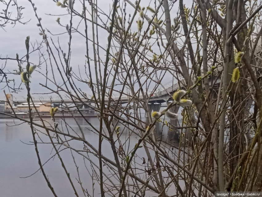Дама с собачкой в Приморском районе