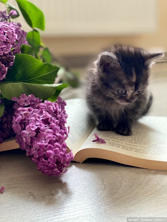 Сирень и котики — В мире животных: смешные фото питомцев и зверей
