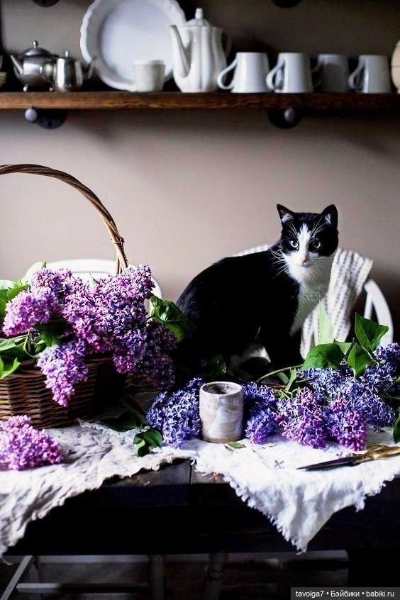 Сирень и котики — В мире животных: смешные фото питомцев и зверей
