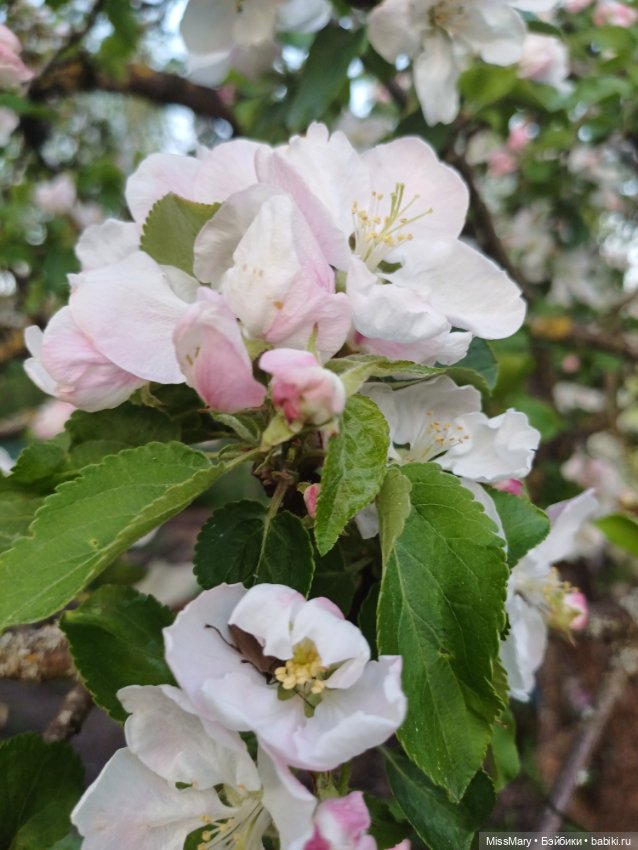 И снова сакура🌸 — Куклы Барби (фото 9)