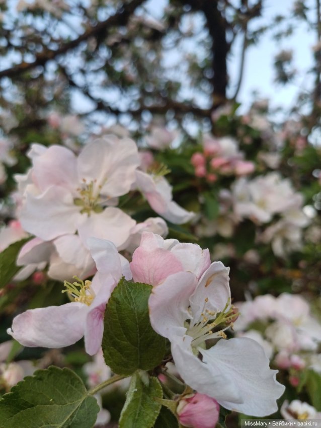 И снова сакура🌸 — Куклы Барби
