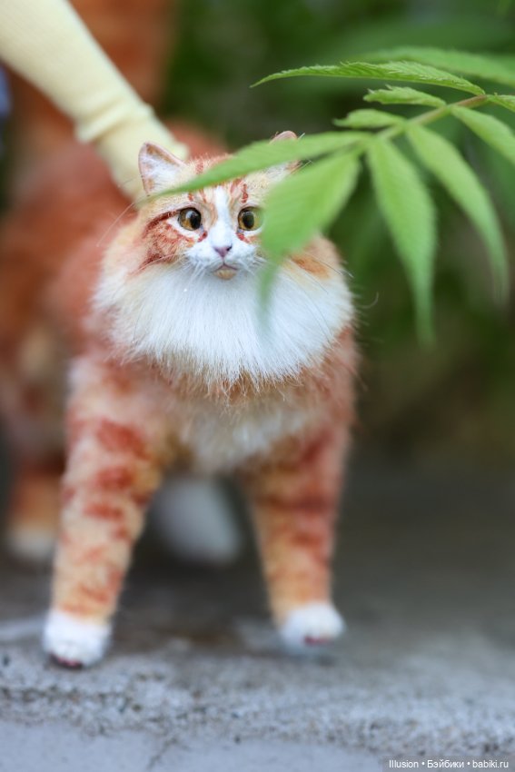 Мы украли кота (Jacoosun Josephine) (фото 4)