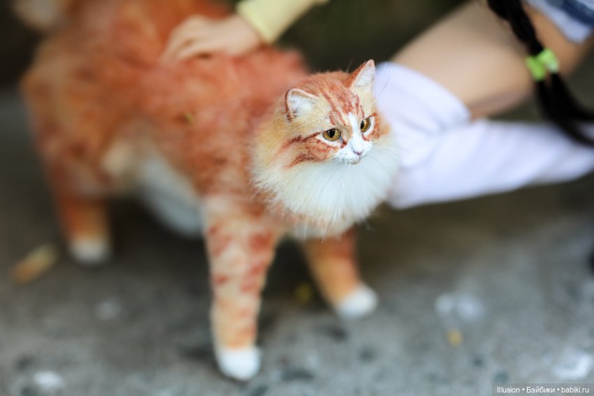 Мы украли кота (Jacoosun Josephine) (фото 2)