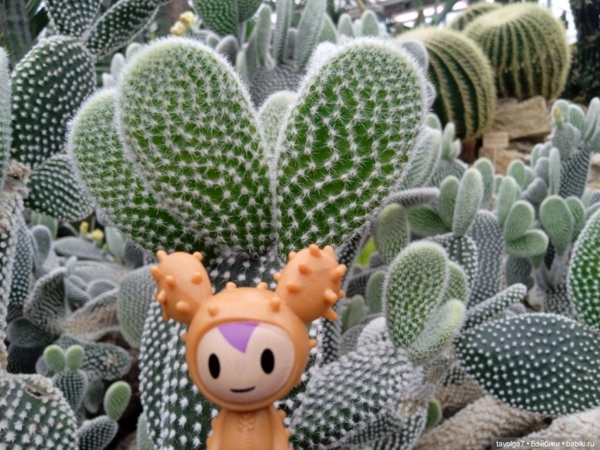 TokiDoki в Ботсаду Петра Великого