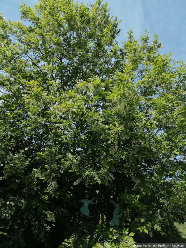 Как на празднике Троицы мы гуляли... в огороде (фото 8)