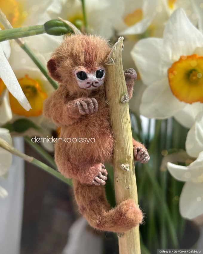 Маленькая обезьянка мармозетка Бейли 🐒 (фото 4)