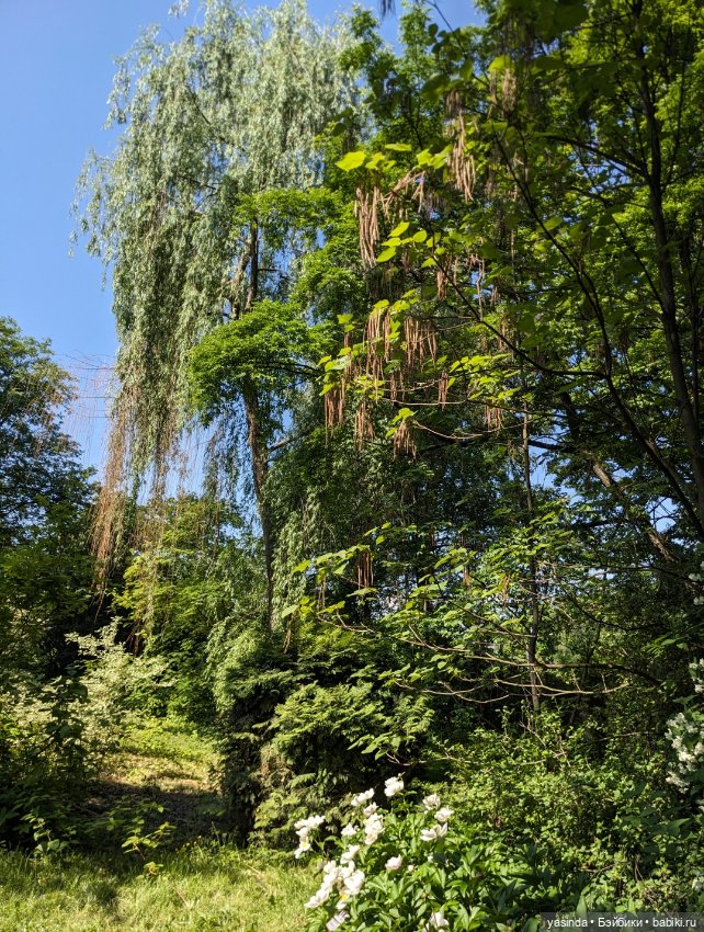 Зая в ботаническом саду — Азиатские виниловые куклы (разное): Китай (фото 6)