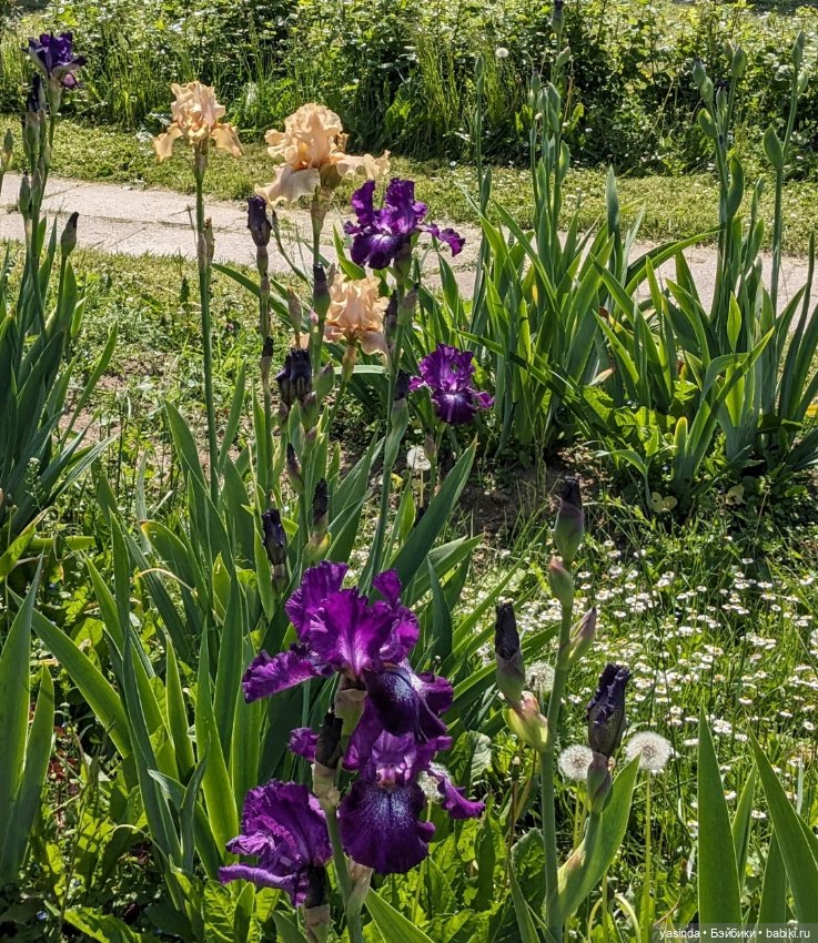 Зая в ботаническом саду — Азиатские виниловые куклы (разное): Китай