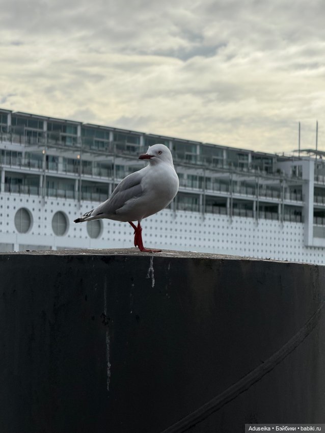Meteor Shower ☄️ Star Nyota