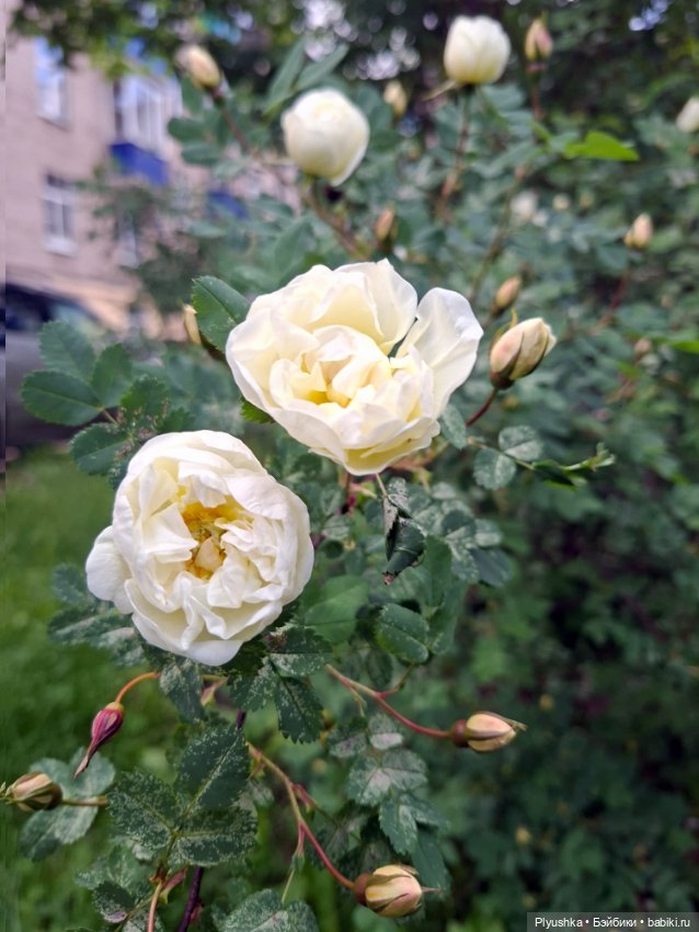 Белый шиповник, Баббл, — Разные шарнирные куклы (не БЖД): редкие (фото 5)