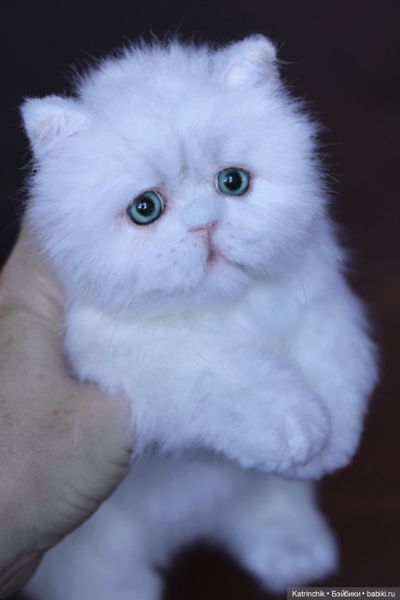 Персидский котенок — Реалистичные игрушки и звери (Натюр): собаки (фото 5)