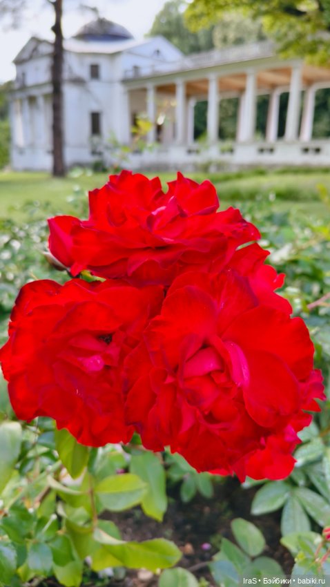 Розы в усадьбе🌹 — Красивая природа и цветы: фото пейзажей