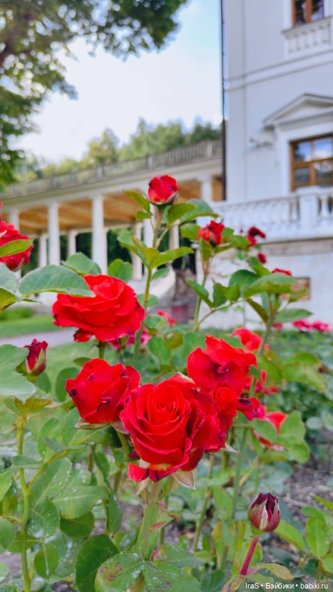 Розы в усадьбе🌹 — Красивая природа и цветы: фото пейзажей
