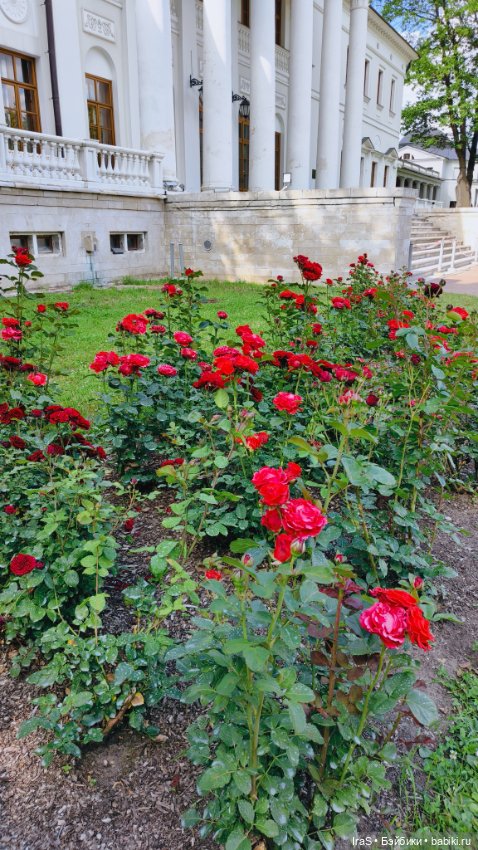 Розы в усадьбе🌹 — Красивая природа и цветы: фото пейзажей