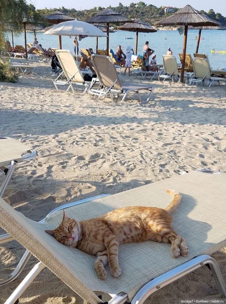 Cool Summer - прохлада у бассейна